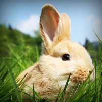 /album/bobstabawal/photolia-a03-jpg/